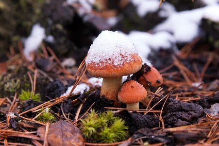 Mushroom snow autumn