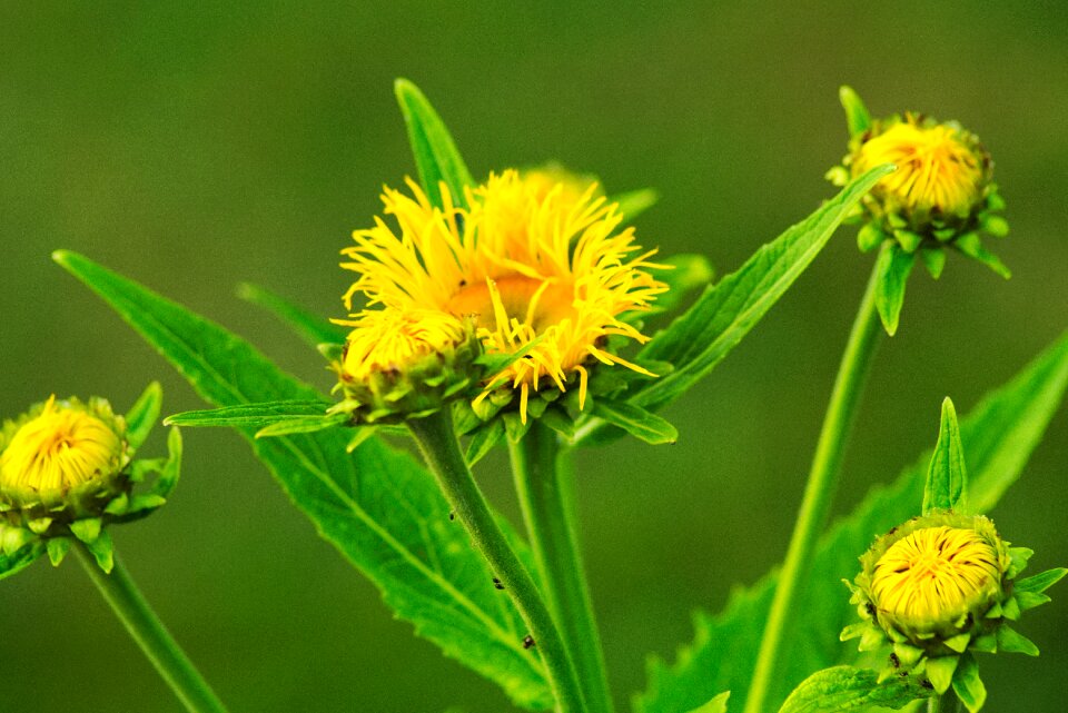 Flowers plant public record