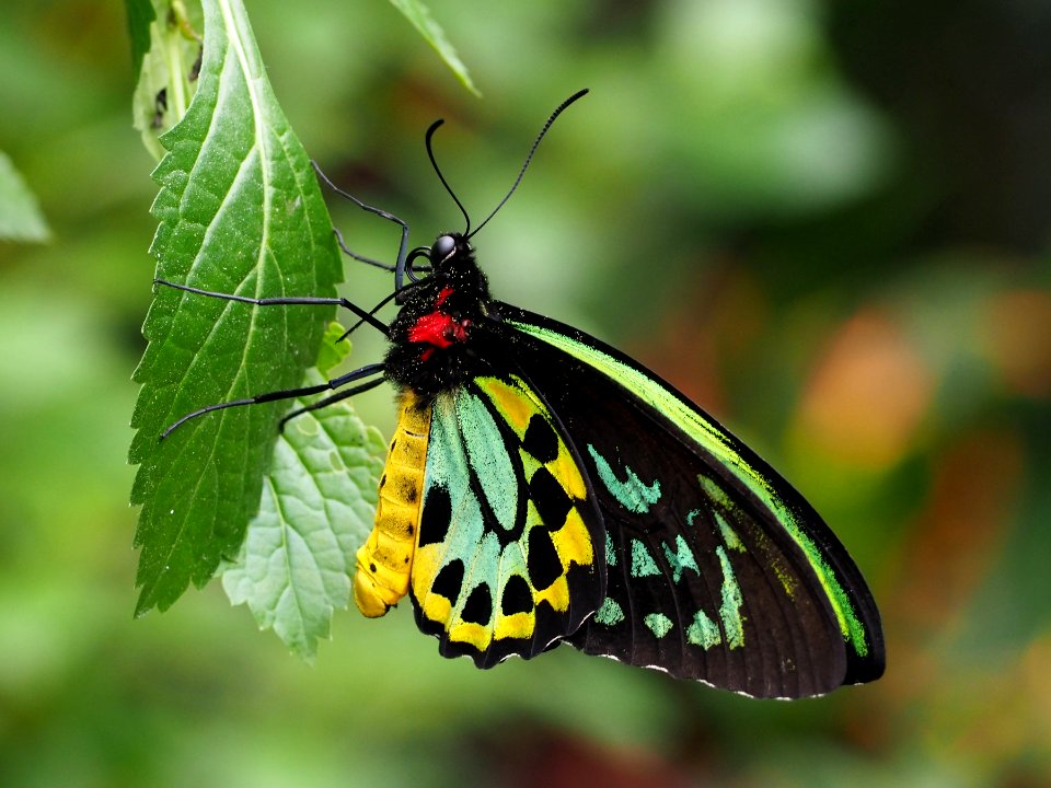 Ornithoptera