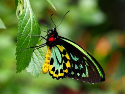 Ornithoptera