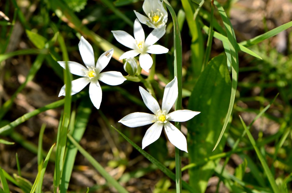 Ornithogalum umbellatum 03