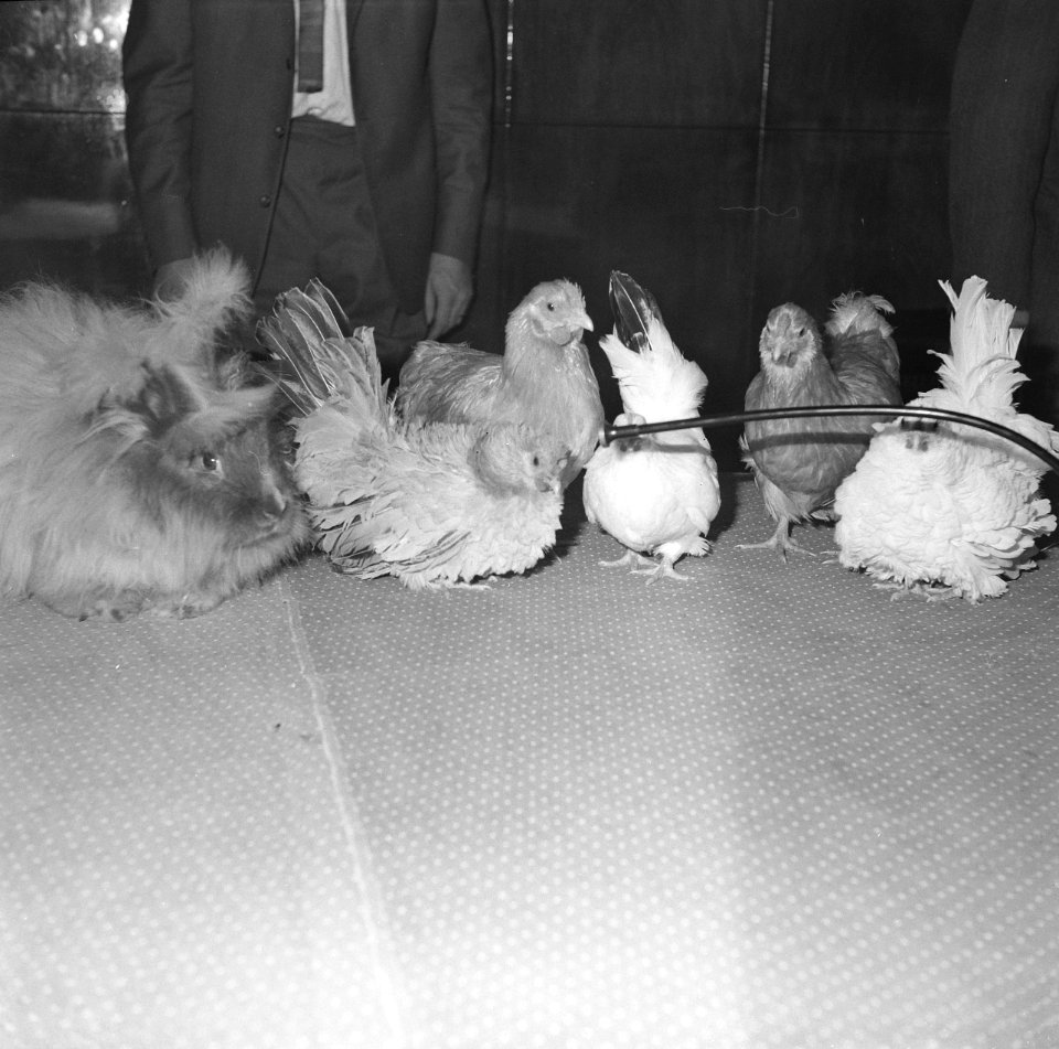 Ornis-tentoonstelling. Persconferentie in de Pool, Bestanddeelnr 913-1308