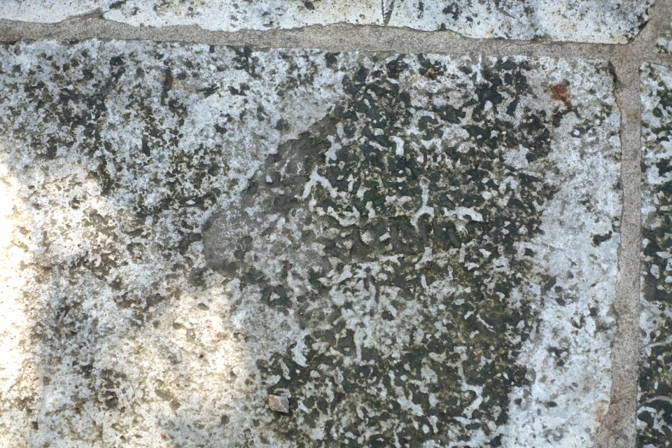 Ornithomimid dinosaur footprint (cast), Cretaceous Period - Hartman Prehistoric Garden - Zilker Botanical Garden - Austin, Texas - DSC08942