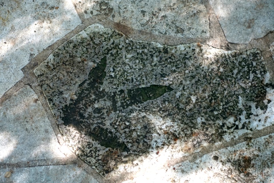 Ornithomimid dinosaur footprint (cast), Cretaceous Period - Hartman Prehistoric Garden - Zilker Botanical Garden - Austin, Texas - DSC08937