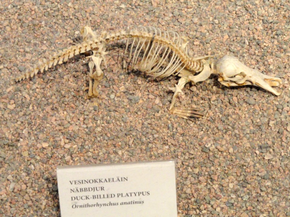 Ornithorhynchus anatinus skeleton - Finnish Museum of Natural History - DSC04516