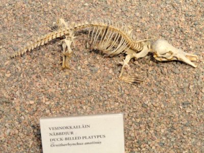 Ornithorhynchus anatinus skeleton - Finnish Museum of Natural History - DSC04516 photo