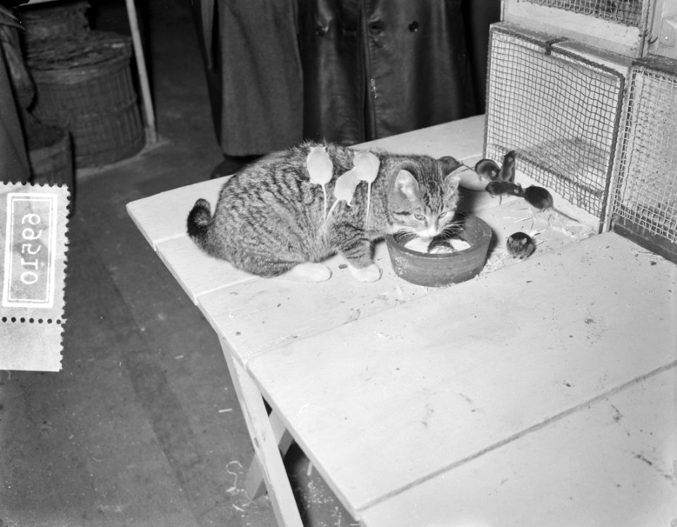 Ornis tentoonstelling (dieren) Apollohal Amsterdam, poes met muizen, Bestanddeelnr 906-9510