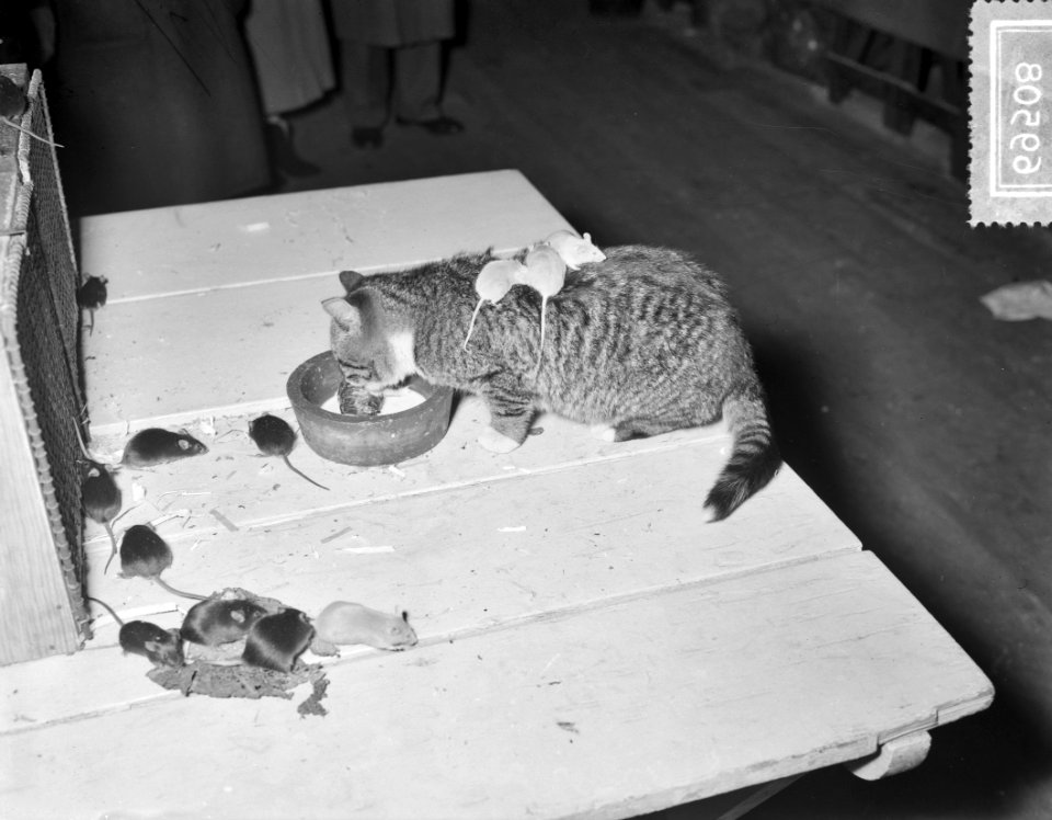 Ornis tentoonstelling (dieren) Apollohal Amsterdam, poes met muizen, Bestanddeelnr 906-9508