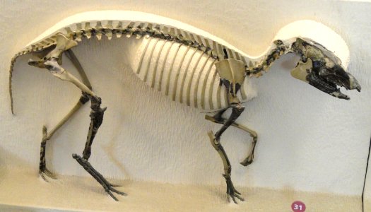 Orohippus pumilus - AMNH - DSC06339