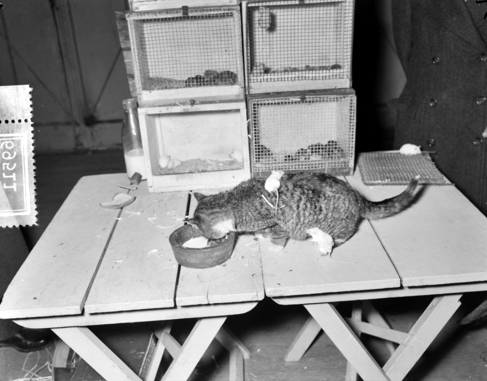 Ornis tentoonstelling (dieren) Apollohal Amsterdam, poes met muizen, Bestanddeelnr 906-9511
