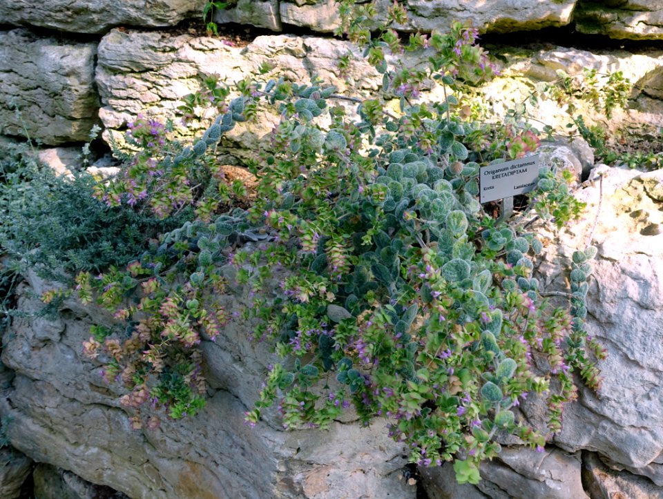 Origanum dictamnus - Bergianska trädgården - Stockholm, Sweden - DSC00326