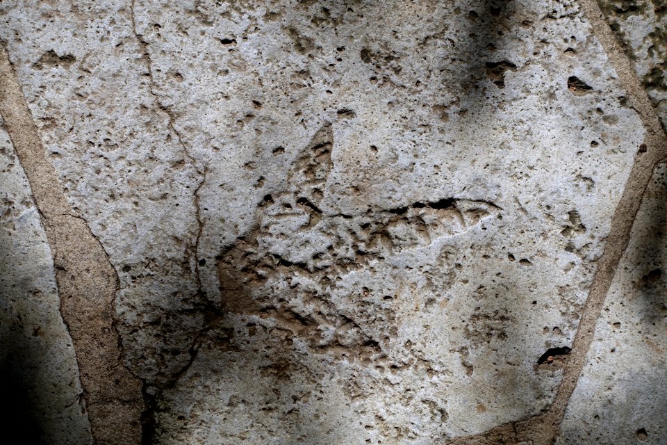 Ornithomimid dinosaur footprint (cast), Cretaceous Period - Hartman Prehistoric Garden - Zilker Botanical Garden - Austin, Texas - DSC08941