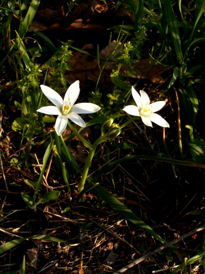 Ornithogalum umbellatum, 2015-05-08, Allegheny Cemetery, 01