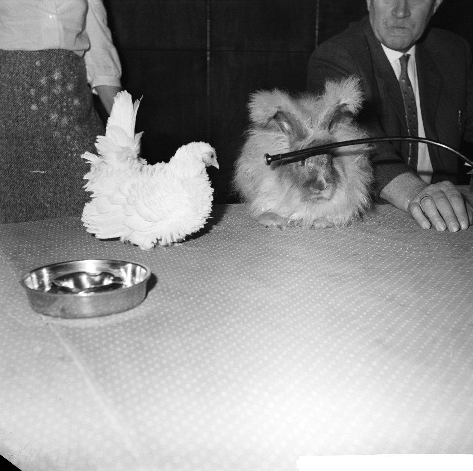Ornis-tentoonstelling. Persconferentie in de Pool . Konijn en kip achter micro, Bestanddeelnr 913-1315