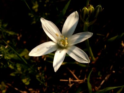 Ornithogalum umbellatum, 2015-05-08, Allegheny Cemetery, 02
