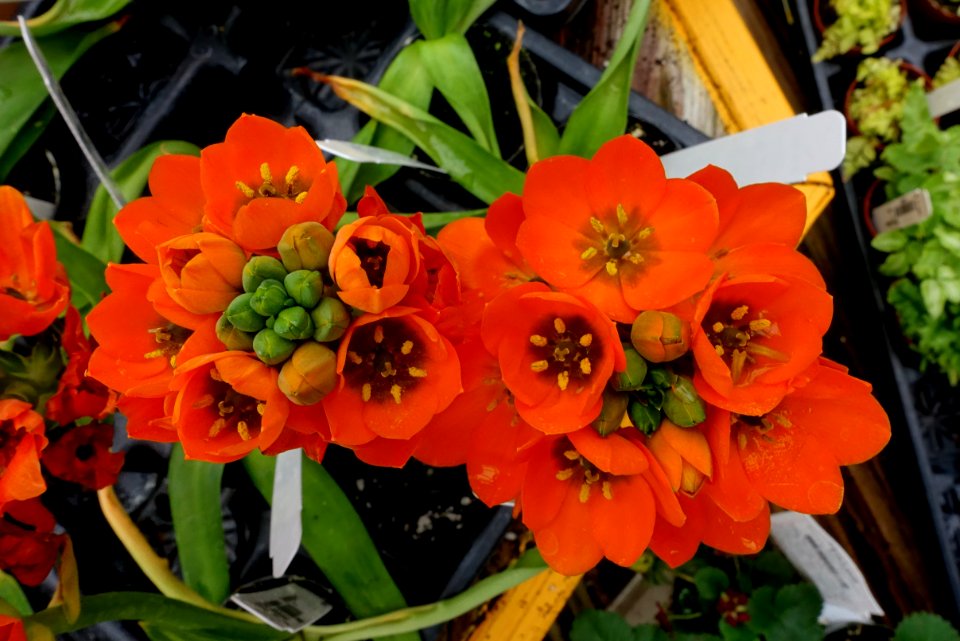 Ornithogalum - DSC06436