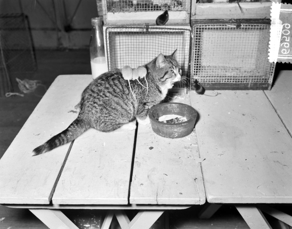 Ornis tentoonstelling (dieren) Apollohal Amsterdam, poes met muizen, Bestanddeelnr 906-9509