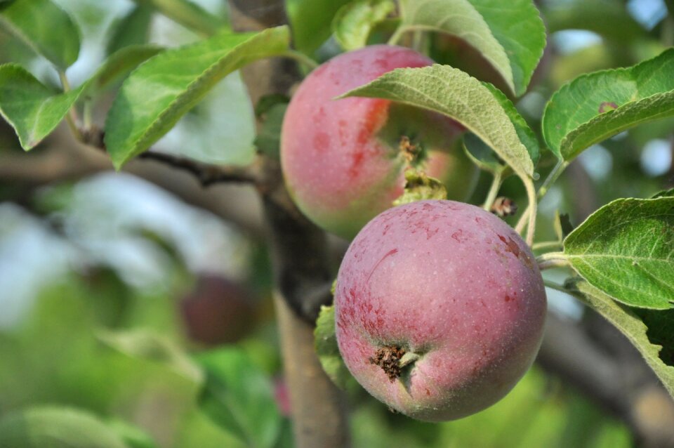Apple tree ripe fruit