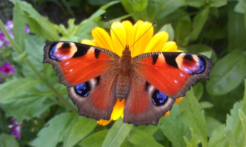 Lepidoptera insect greens