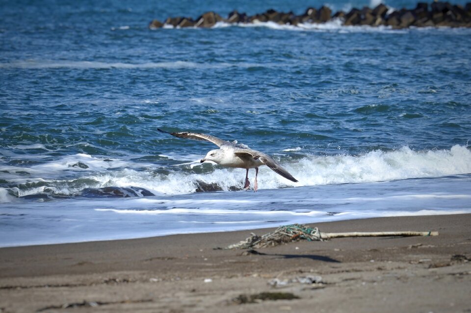 Wave sea gull seagull