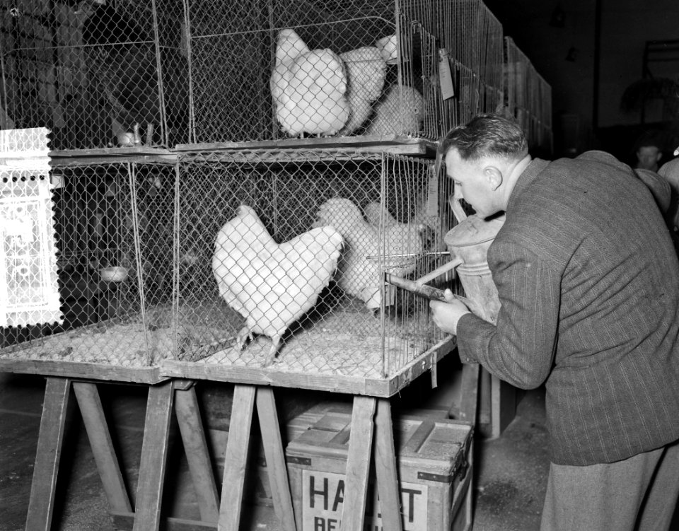 Ornis tentoonstelling (dieren) Apollohal Amsterdam, pluimvee, Bestanddeelnr 906-9516