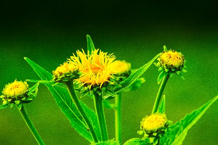 Flowers plant public record