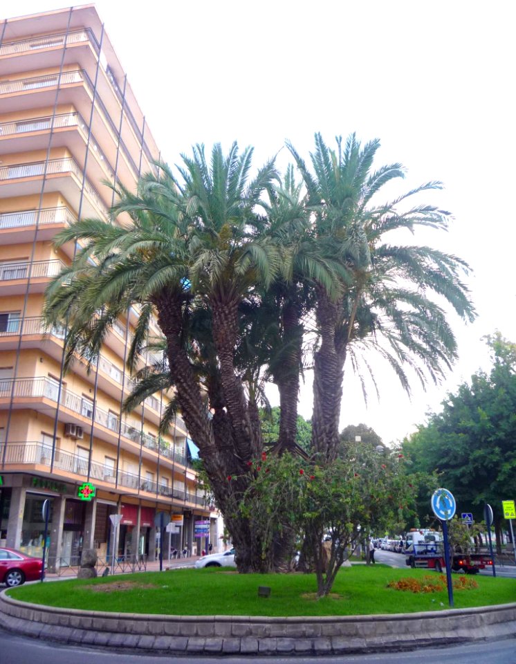 Orihuela - 03