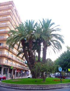 Orihuela - 03