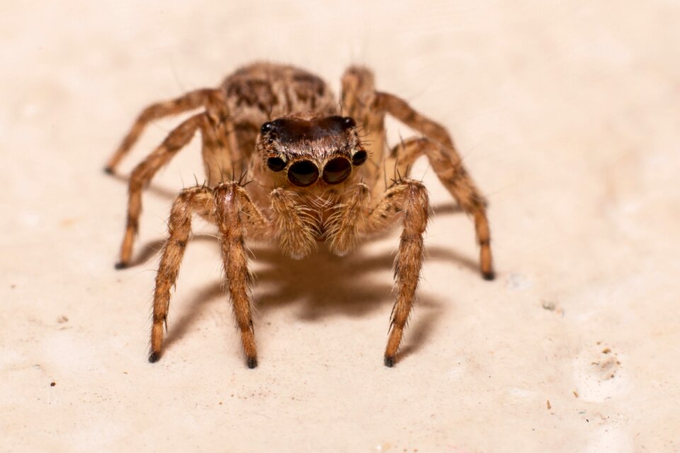 Spider jump close eyes