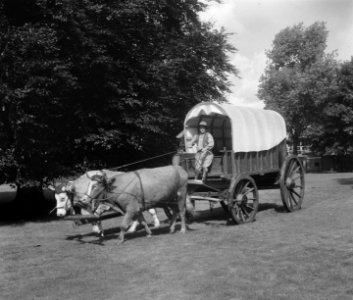 Opnamen FF-tentoonstelling te Enschede. Een Transvaalse boer met een huifkar get, Bestanddeelnr 904-7345
