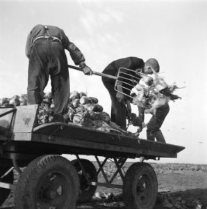 Opnamen van de nieuwe suikerbietenoogst, Bestanddeelnr 900-9690