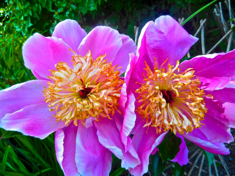 Garden nature flora