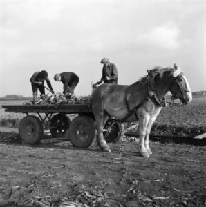 Opnamen van de nieuwe suikerbietenoogst, Bestanddeelnr 900-9682