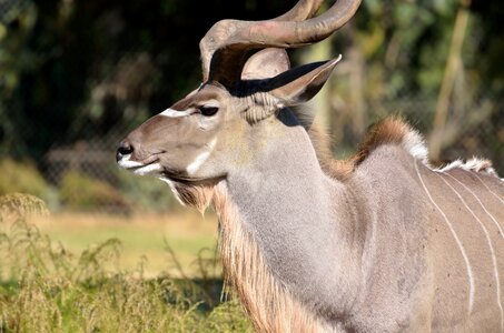 Wild nature kudu photo