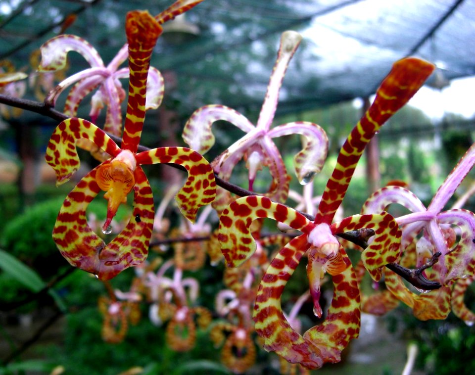 Orchidées panthères Vietnam