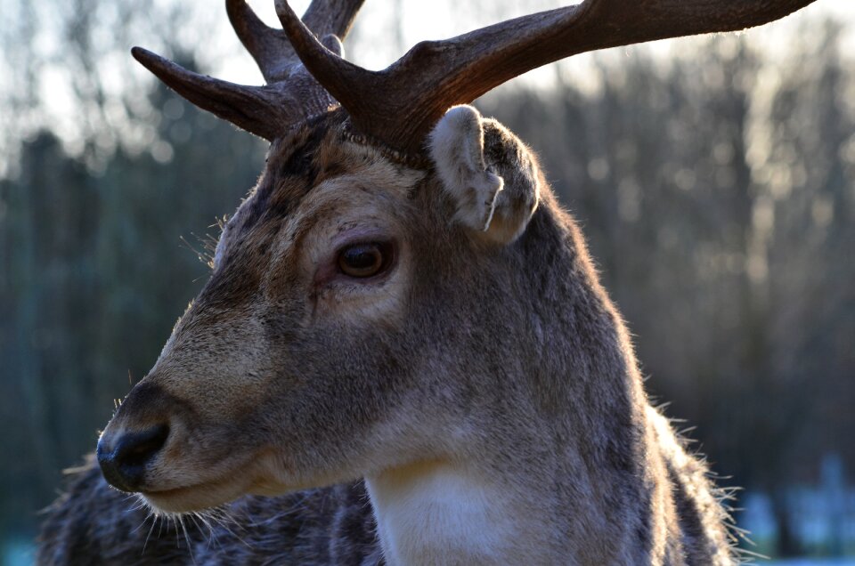 Roe deer animal wildlife park
