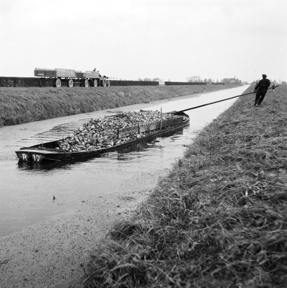 Opnamen van de nieuwe suikerbietenoogst, Bestanddeelnr 900-9688