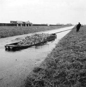 Opnamen van de nieuwe suikerbietenoogst, Bestanddeelnr 900-9688