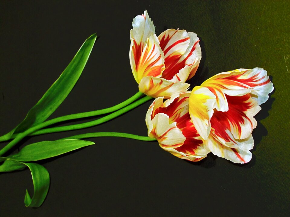 Bouquet tulips bright colors