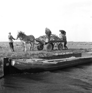 Opnamen van de nieuwe suikerbietenoogst, Bestanddeelnr 900-9687