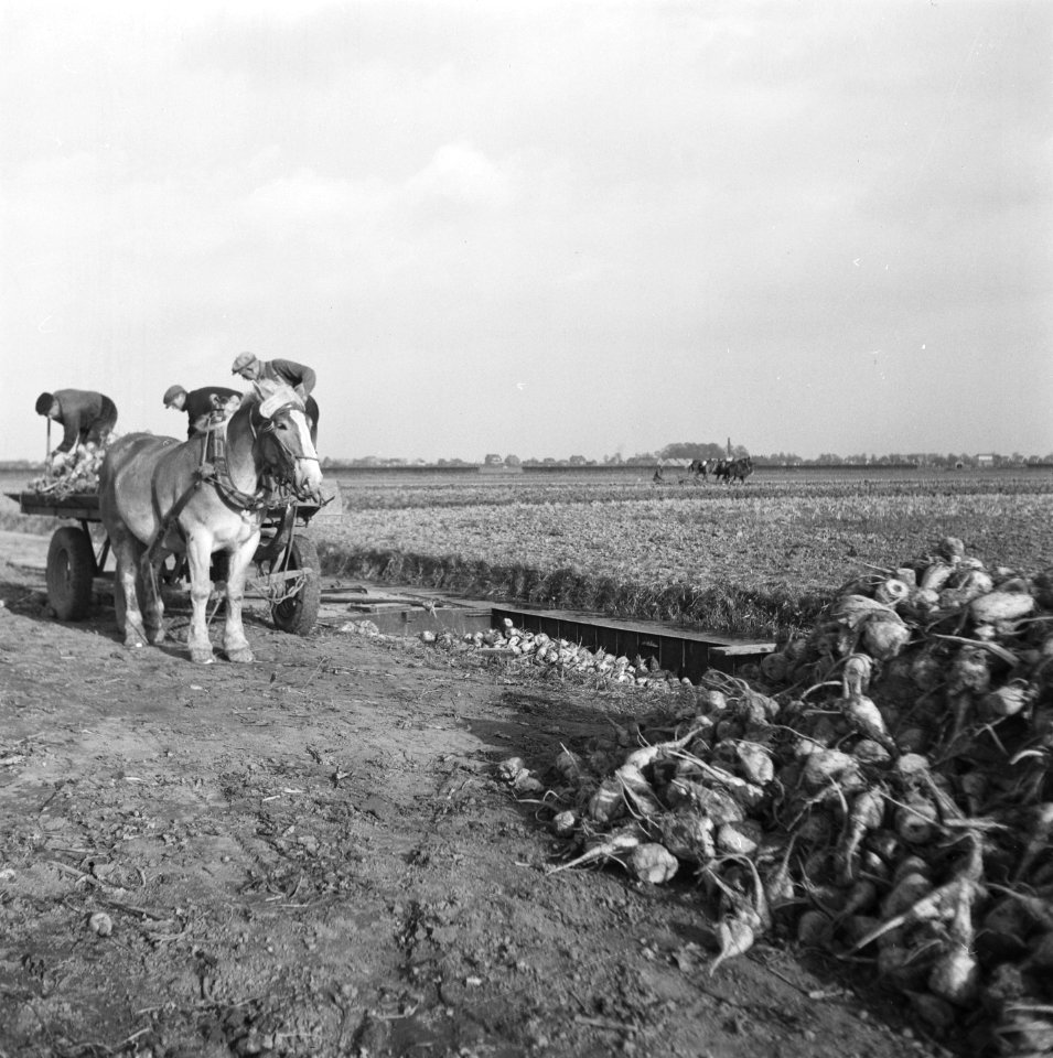 Opnamen van de nieuwe suikerbietenoogst, Bestanddeelnr 900-9683