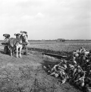 Opnamen van de nieuwe suikerbietenoogst, Bestanddeelnr 900-9683