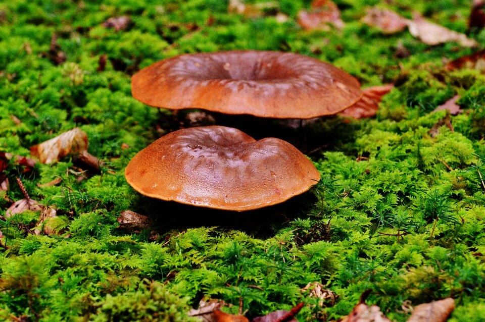 Forest nature brown