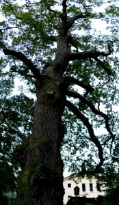 Oppach alte Eiche (stitched)