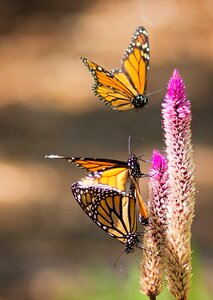 Flight wings brown butterfly