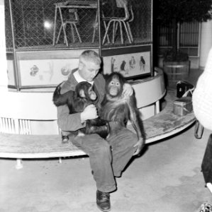 Oppasser Chris Baris van Blijdorp met chimpansee Dini en orang oetang Barbara, Bestanddeelnr 917-4239