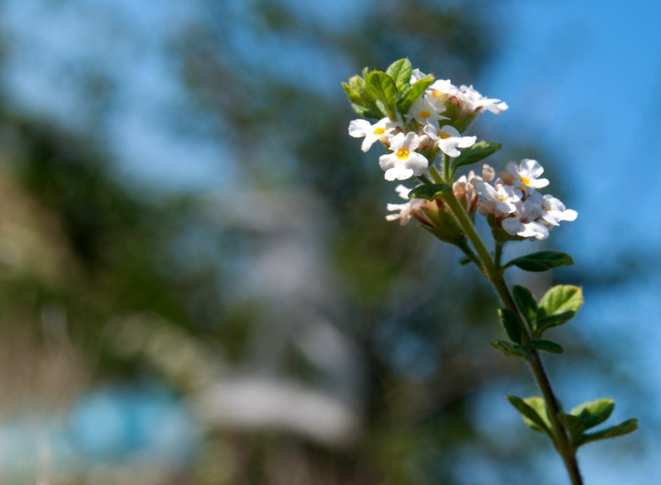 Origanum vulgare Flower