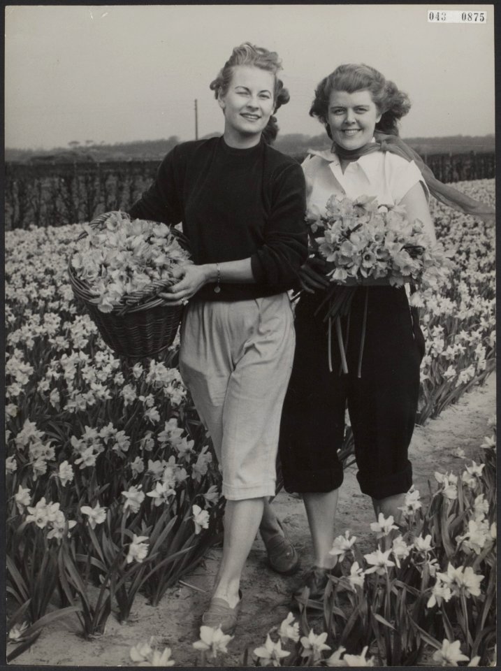 Opnamen van narcissen op de bollenvelden, Bestanddeelnr 043-0875