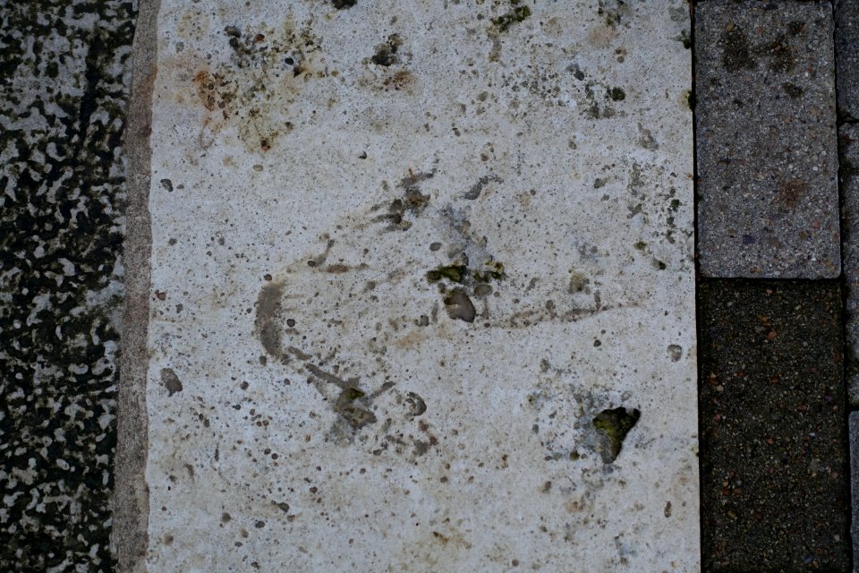 Ornithomimid dinosaur footprint (cast), Cretaceous Period - Hartman Prehistoric Garden - Zilker Botanical Garden - Austin, Texas - DSC08943