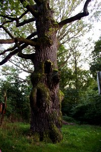 Oppach alte Eiche